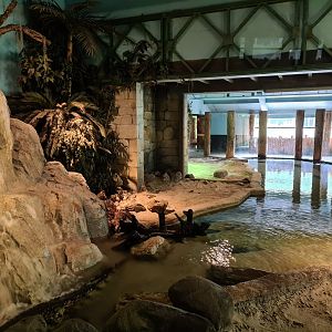 Nile crocodile enclosure