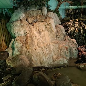 Nile crocodile waterfall