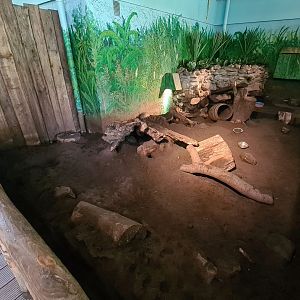 Big hairy armadillo enclosure