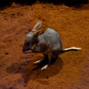 Bilby