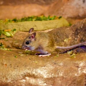 Spinifex Hopping Mouse