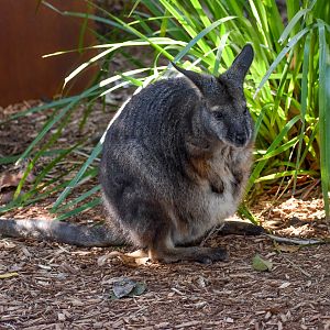 Tammar Wallaby