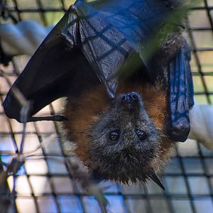 Grey-headed Flying Fox