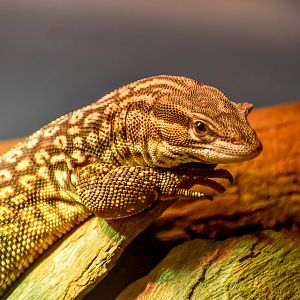 Spiny-tailed Monitor