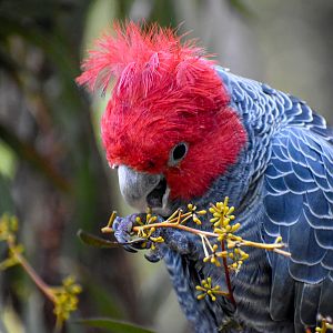 Gang-gang Cockatoo