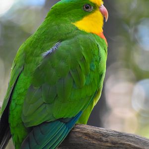 Superb Parrot