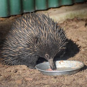 Short-beaked Echidna