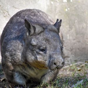 Southern Hairy-nosed Wombat