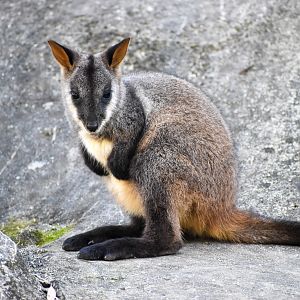 Brush-tailed Rock-Wallaby Joey
