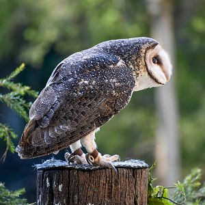 Australian Masked Owl