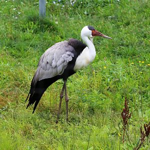 Wattled Crane