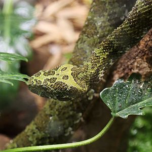Mangshan Pitviper (Protobothrops mangshanensis), October 2015