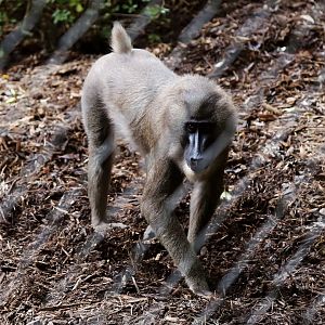 Drill (Mandrillus leucophaeus)