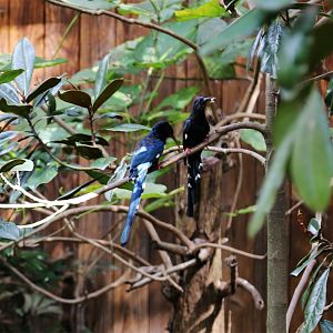 Green Wood Hoopoe (Phoeniculus purpureus), October 2015