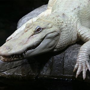 White American Alligator