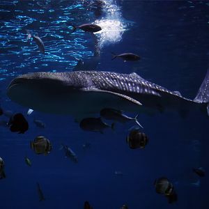 Whale Shark