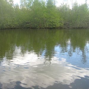 Sagnlandet Lejre - Carp lake
