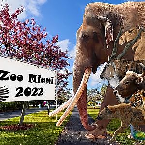 Zoo Miami 2022 (10th Anniversary Special) - YouTube
