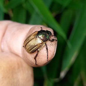 Summer chafer ( aka European June beetle ) - Amphimallon solstitiale