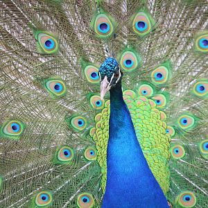 Indian Peafowl