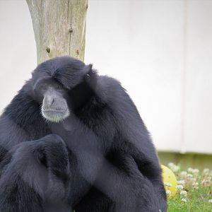 Primate Point - Siamang