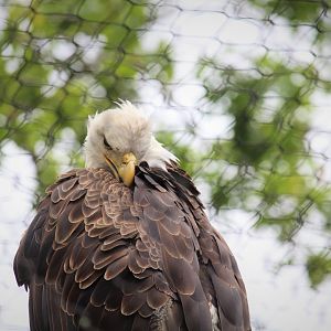 World of Birds - Bald Eagle