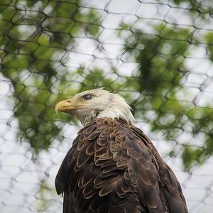 World of Birds - Bald Eagle