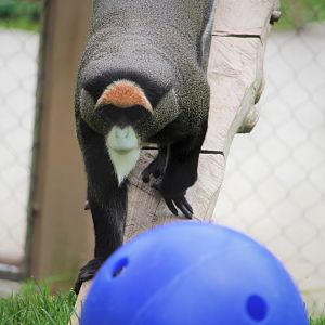 Primate Point - De Brazza's Monkey