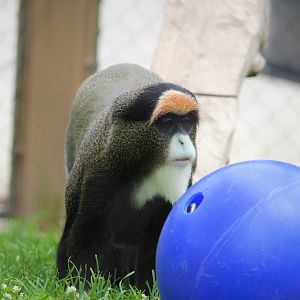 Primate Point - De Brazza's Monkey