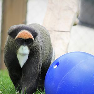 Primate Point - De Brazza's Monkey