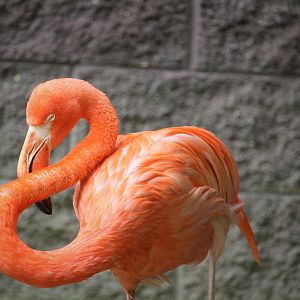 World of Birds - American Flamingo