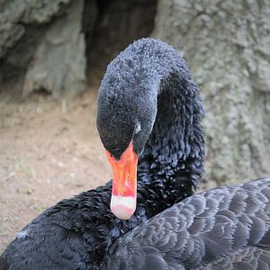 World of Birds - Black Swan