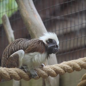 Canopy Creatures - Cotton-top Tamarin