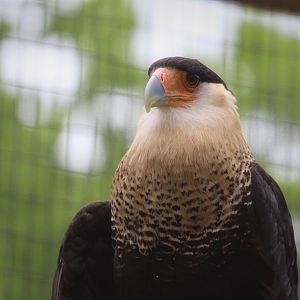Canopy Creatures - Northern Crested Caracara