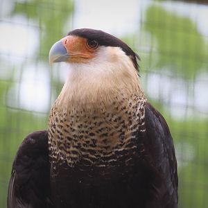 Canopy Creatures - Northern Crested Caracara