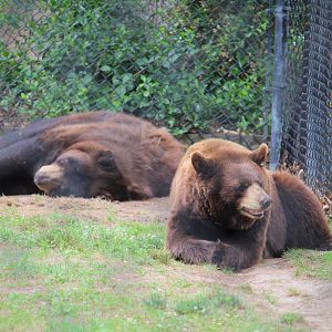 American Black Bears