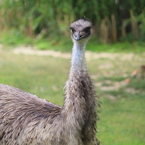 Australia - Emu