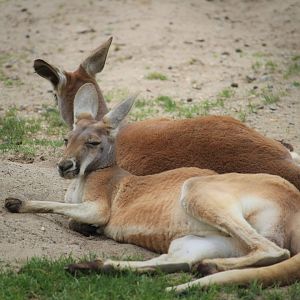 Australia - Red Kangaroos
