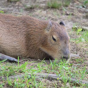 Capybara