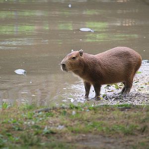 Capybara and Red-eared Sliders