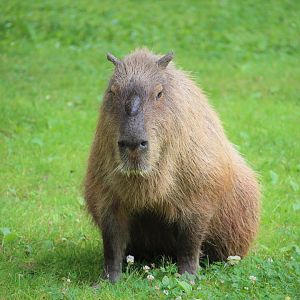 Capybara