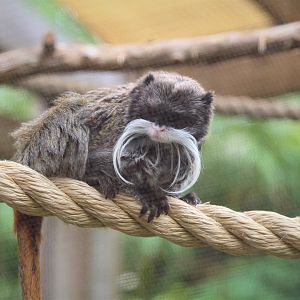 Canopy Creatures - Bearded Emperor Tamarin