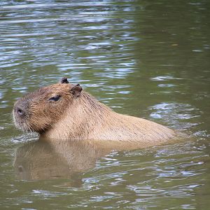 Capybara