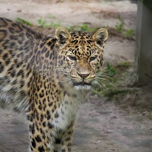 African Savanna - Amur Leopard