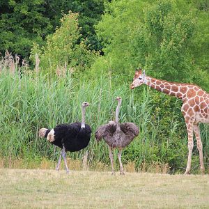 African Savanna - Giraffe and Common Ostriches