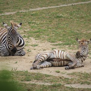 African Savanna - Grant's Zebra Mother and Foal