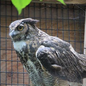 African Savanna - Great Horned Owl