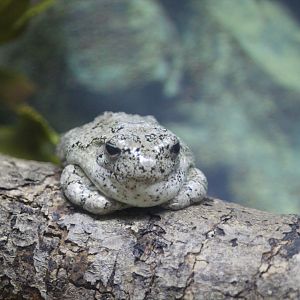 Amphibian & Reptile House - Gray Tree Frog