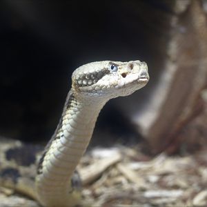Amphibian & Reptile House - Timber Rattlesnake