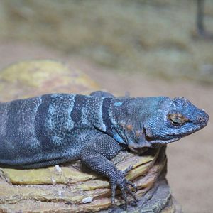 Amphibians & Reptile House - Baja Blue Rock Lizard